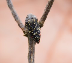 Acmaeodera venusta
