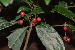 Ardisia crenata