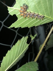 Polygonia interrogationis