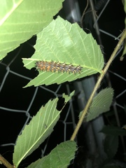 Polygonia interrogationis