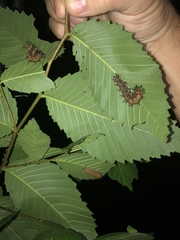 Polygonia interrogationis