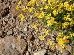 Draba lemmonii