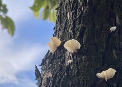 Oudemansiella australis