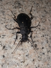 Leptocarabus
