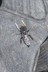 Cyrtopogon auratus