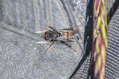 Cyrtopogon auratus
