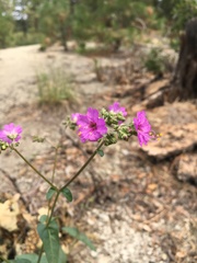 Mirabilis oxybaphoides