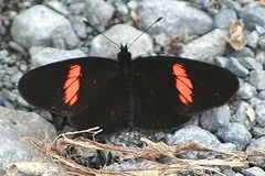 Castilia castilla