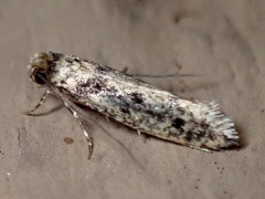 Niditinea fuscella