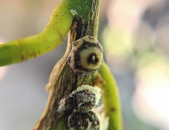 Ceroplastes rusci