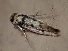 Niditinea fuscella