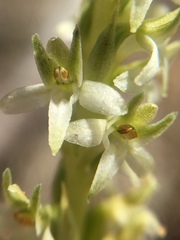 Platanthera yadonii