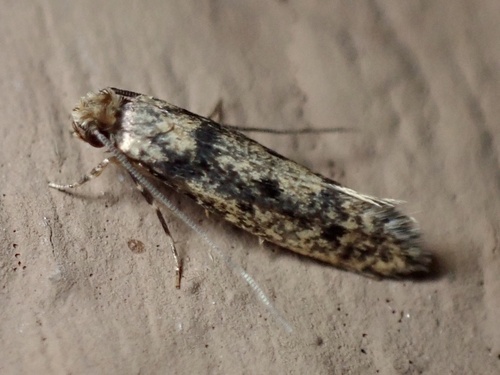 European House Moth (Niditinea fuscella) · iNaturalist