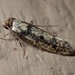 European House Moth - Photo (c) Julia Beach, some rights reserved (CC BY), uploaded by Julia Beach