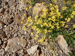 Draba lemmonii