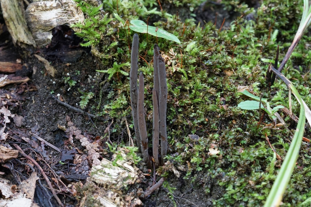 Clavaria atroumbrina