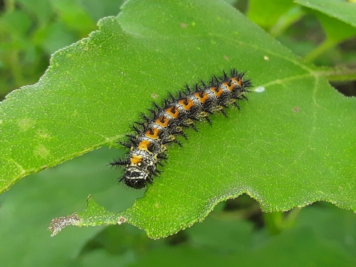 Bordered Patch, photo 2 of 10