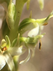 Platanthera yadonii