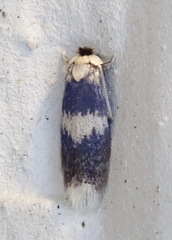 Stigmella macrocarpae