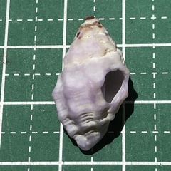 Coralliophila costularis