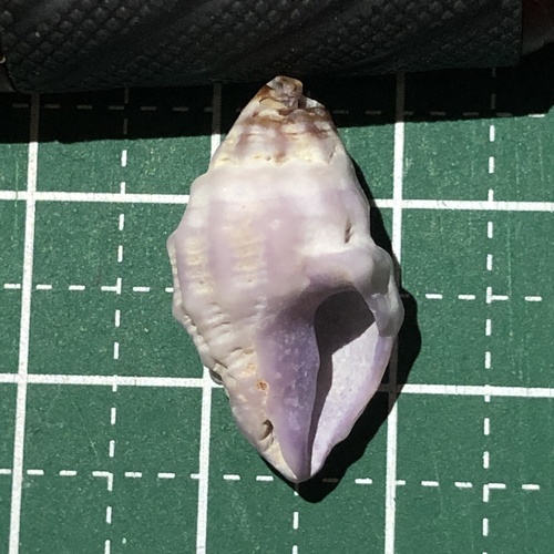 スジサンゴヤドリ