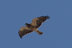Buteo swainsoni