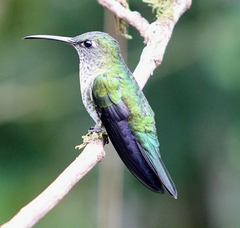 Taphrospilus hypostictus