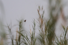 Prinia inornata