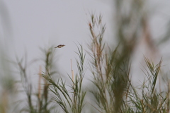 Prinia inornata