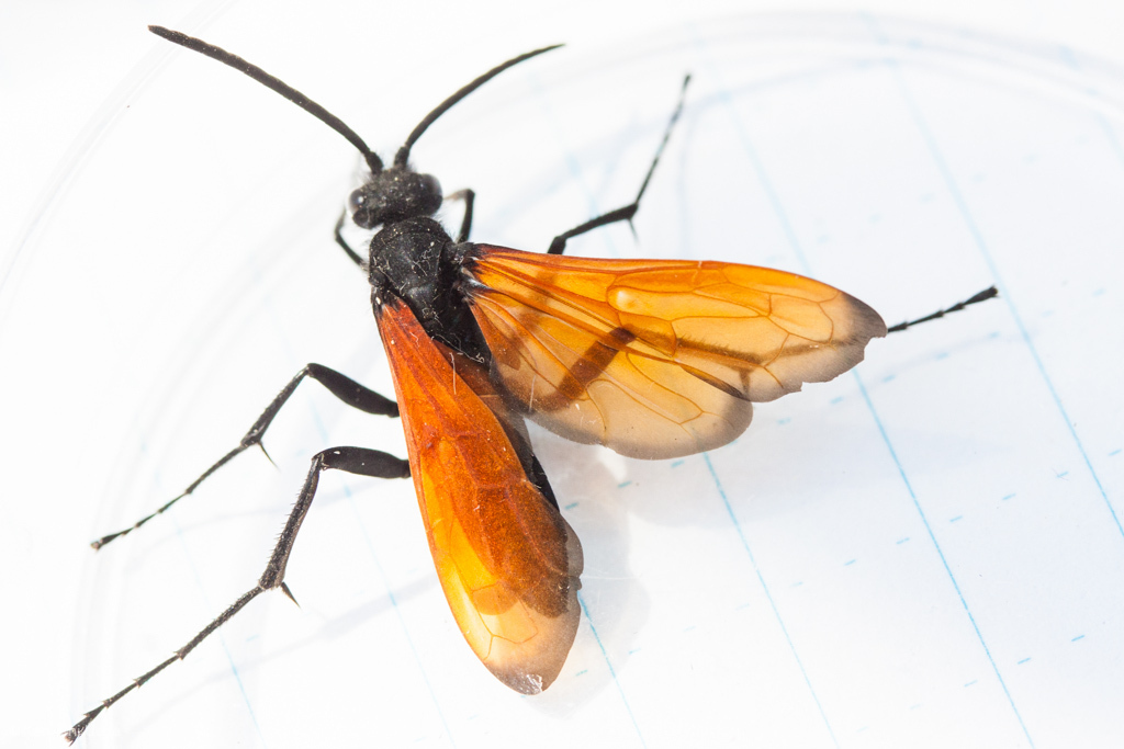 Flamed Tarantula-hawk Wasp