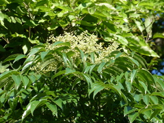 Meliosma rhoifolia