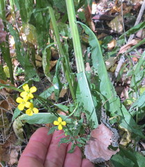 Erysimum aureum