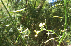 Erysimum aureum