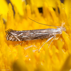 Isophrictis magnella