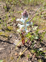 Lachenalia judithiae