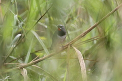 Calliope tschebaiewi