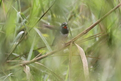 Calliope tschebaiewi