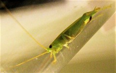 Metiochodes australicus