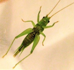 Metiochodes australicus