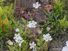 Daucus carota