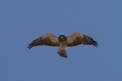 Buteo swainsoni