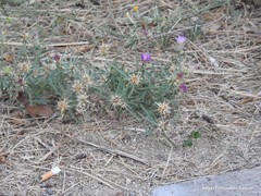 Centaurea × pouzinii