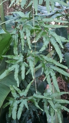 Lygodium flexuosum