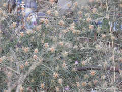 Centaurea × pouzinii