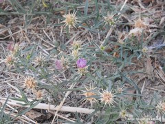 Centaurea × pouzinii