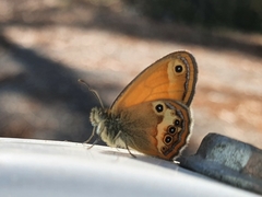 Coenonympha corinna