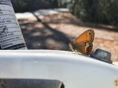 Coenonympha corinna