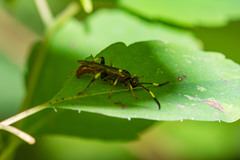 Ichneumon ultimus