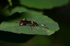 Ichneumon ultimus