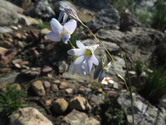 Ixia exiliflora